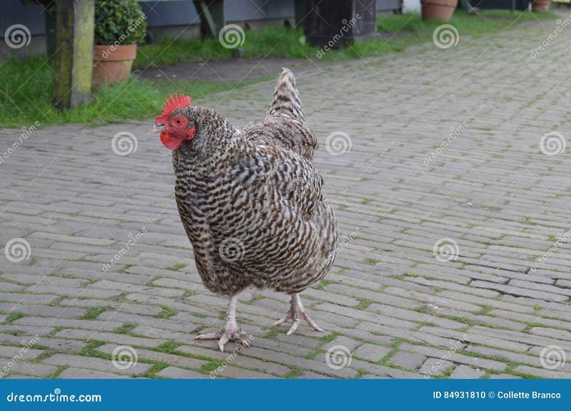 Overview of chicken road gokspel